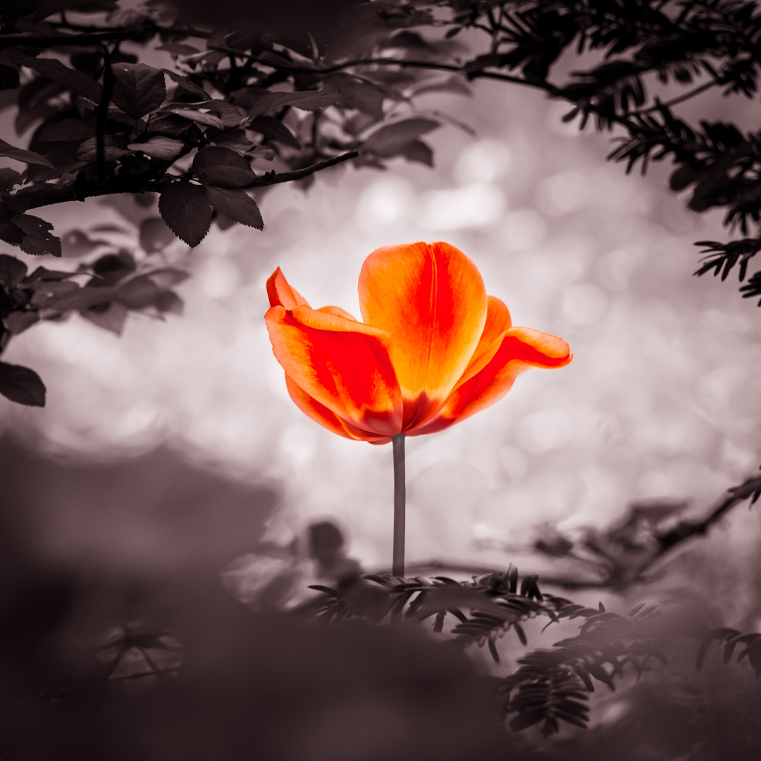 Healing Strategies for Empaths and Highly Sensitive Individuals